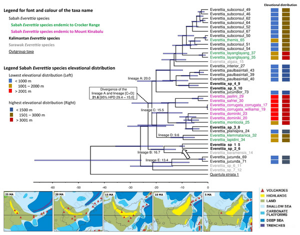 The chronogram for Everettia species in Borneo obtained from divergence time estimation using BEAST.