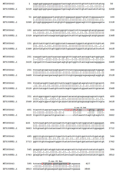 Alignment of the chitin synthase gene in Perna canaliculus (Ashby et al unpublished) and Mytilus galloprovincialis (Benson et al., 2012) (GenBank accession number: EF535882.1).