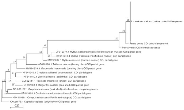 Molecular phylogenetic analysis of P. canaliculus COX1 shell sequences and positive control sequence, together with other COX1 mollusc species sequences.