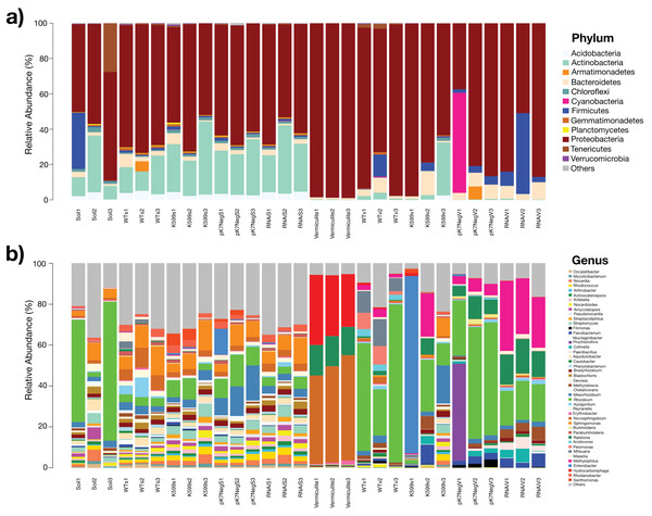 Profiles of the bacterial communities in soil and vermiculite and associated with roots of common bean (P. vulgaris L.) at the phylum and genus level, based on operational taxonomic units (OTUs).