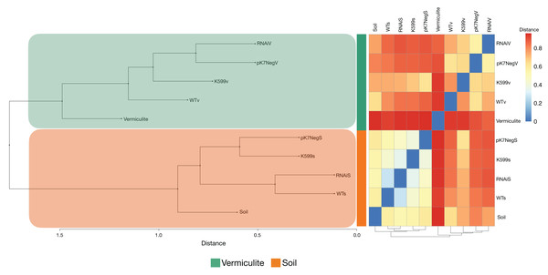 Hierarchical clustering analysis and distance-based heatmap of substrates and the endophytic compartments of roots of common bean.