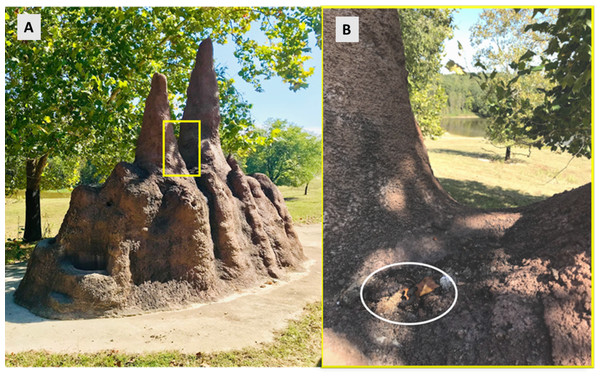 Raccoon latrine on a faux termite mound on the African habitat.