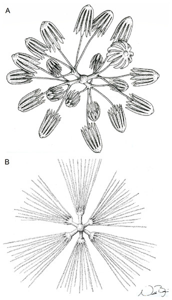 Illustration of Advhena magnifica gen. et sp. nov. microscleres.