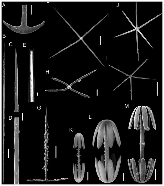 Spicules of Poliopogon amadou.