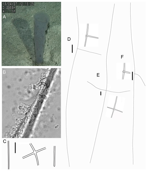 Holotype of Euplectella sanctipauli sp. nov. (MNRJ 17630).