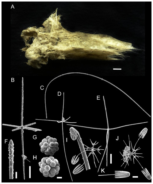 Bolosoma perezi sp. nov. holotype (MNRJ 21955).