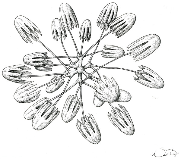 Schematic illustration of Bolosoma perezi sp. nov. codonhexaster (Illustration by Nicholas Bezio).