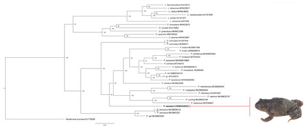 Phylogeny of Phrynopus. inferred with a Bayesian approach.