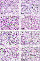 Effect of sodium (S)-2-hydroxyglutarate in male, and succinic acid in ...