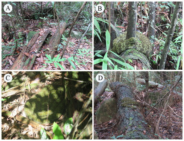 The Mangshan pit viper (Protobothrops mangshanensis) and its habitats.