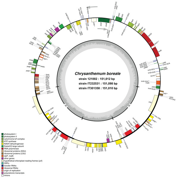 Genome map of Chrysanthemum boreale chloroplast genomes.