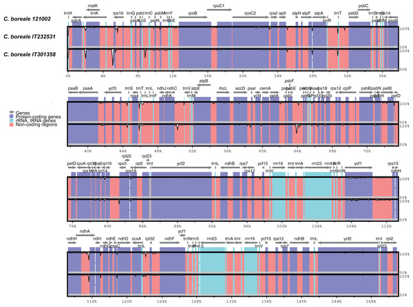 Comparison of chloroplast genomes of C. boreale strains using the mVISTA program.