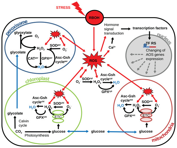 Revised structural model of the interplay between the AOS components (black arrows) and the basic metabolic processes producing ROS (blue arrows correspond to transport) under oxidative stress conditions (red arrows correspond to stress-induced processes).