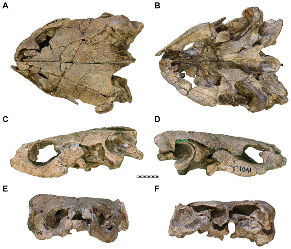 Photographs of UMZC T1041, cranium of Pleurosternon bullockii.