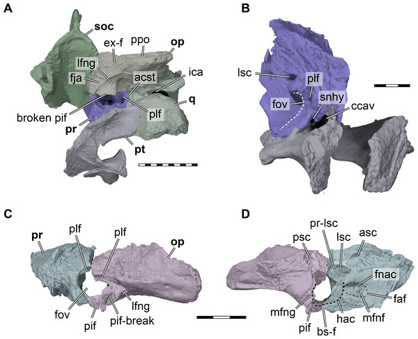 Three dimensional renderings of aspects of the cavum acustico-jugulare and the inner ear capsule of Pleurosternon bullockii (UMZC T1041).