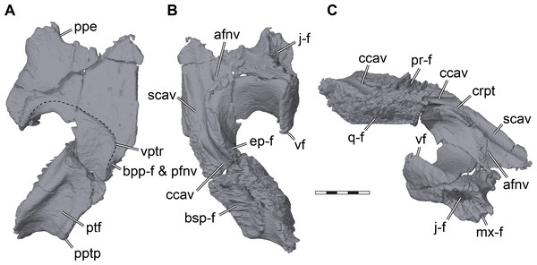 Three dimensional renderings of the right pterygoid of Pleurosternon bullockii (UMZC T1041).