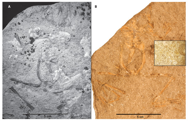 Taphonomic Mode Four in Member C preserves frogs, ostracods and bivalves in near life position.