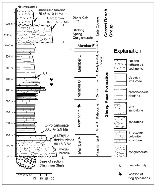 Stratigraphy of the Sheep Pass Formation type section showing where absolute dates have been aquired and approximate distribution of frog fossils.