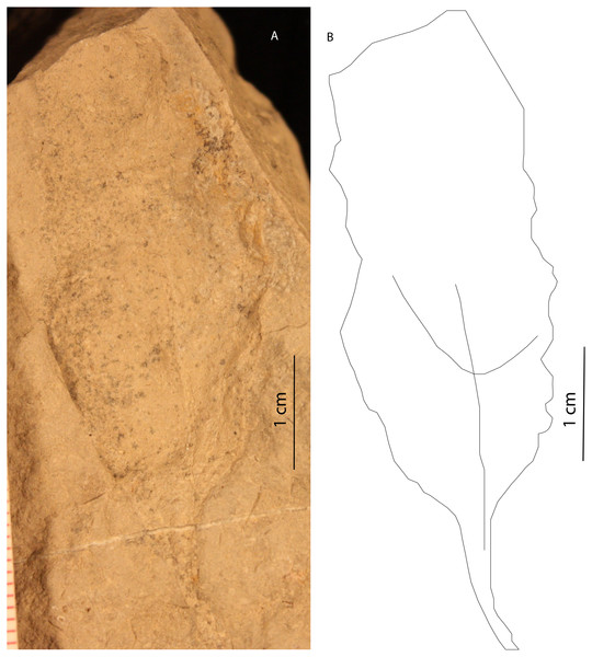 Eucamptodromus leaf impression in Member B.