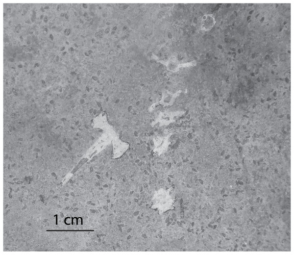 Ostracods in association with frog bones in Member B.