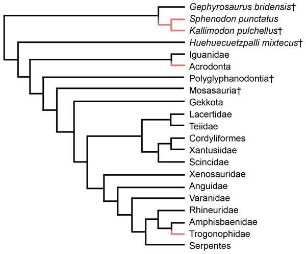 Simplified phylogeny of Lepidosauria from Gauthier et al. (2012).
