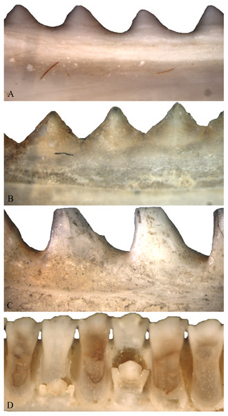 Acrodont ankylosis as seen in two species of Acrodonta (A & B) and a rhynchocephalian (C) and pleurodont ankylosis (D).