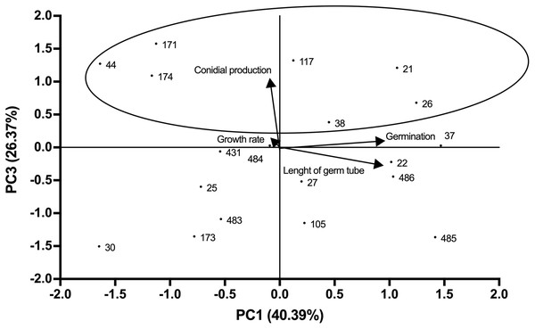 Relationships between the variables, components (PC1 vs. PC3) and distribution of Beauveria bassiana strains at the initial selection stage.