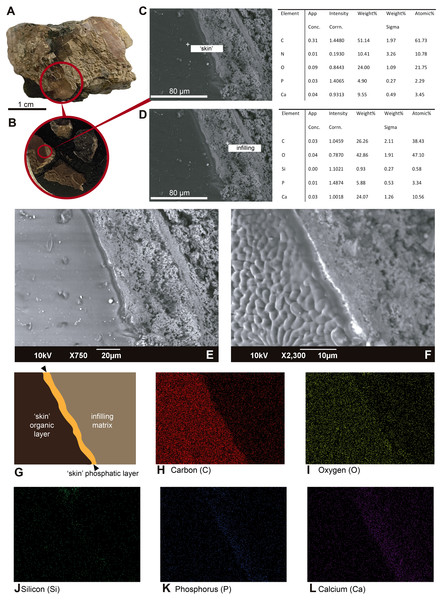 SEM-EDS micrographs and elemental composition analyses of an untreated and uncoated fragment of UR-CP-0001 ‘skin’.
