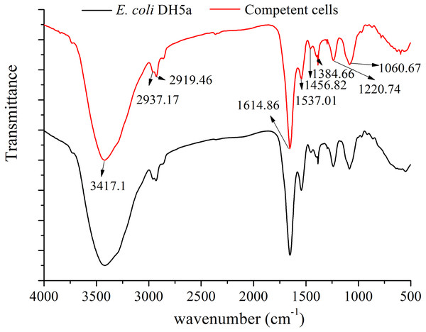 FT-IR of E. coli DH5α cells and competent cells.