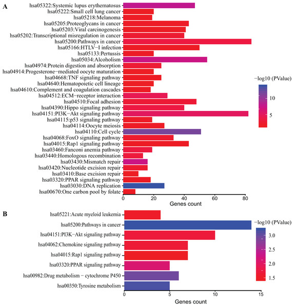 KEGG pathway analysis of DEGs.