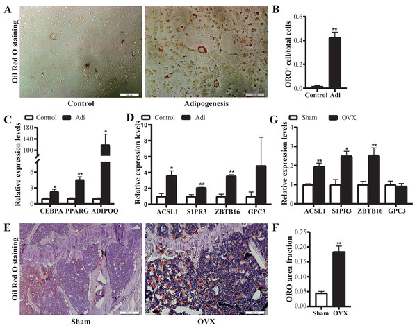 Verification of the mRNA expression of candidate genes.