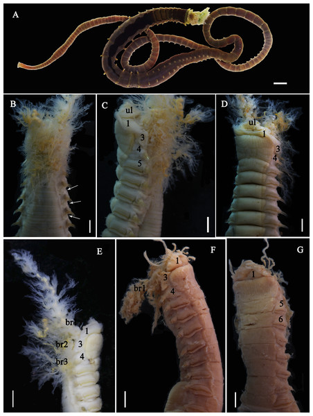Photographs of Loimia macrobranchia sp. n.