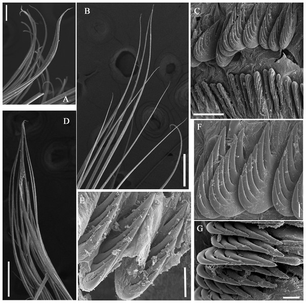 Uncini and notochaetae of Loimia macrobranchia sp. n. under SEM. (Holotype, MBM286579).
