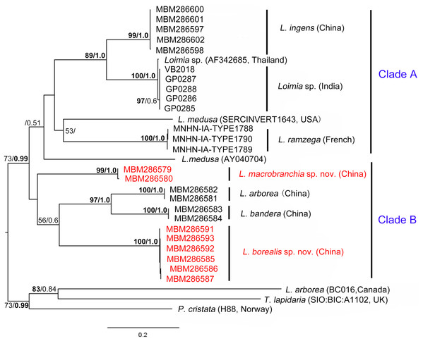 Phylogenetic tree obtained by the Maximum likelihood analysis based on the COI gene sequences.