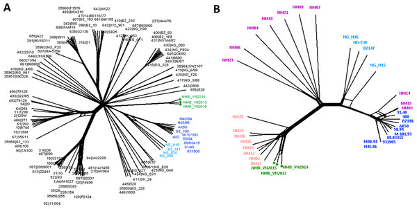 Genealogical relationship of three Vietnamese isolates with the global 108 N. meningitidis isolate collection (Bratcher et al., 2014) (A) and the 18 Southeast Asian isolates (Batty et al., 2019) (B) revealed by a 1605-locus core genome comparison.