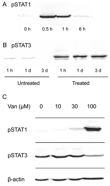 Dependence of OSM-induced STAT1 and STAT3 phosphorylation on vanadate concentration.