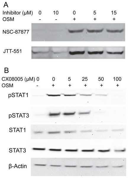Protein tyrosine phosphatase inhibitors not augmenting phosopho-STAT1 levels.
