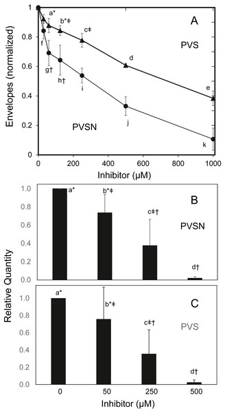Inhibition of cross-linked envelope formation and protein biotinylation by protein tyrosine phosphatase inhibitors.