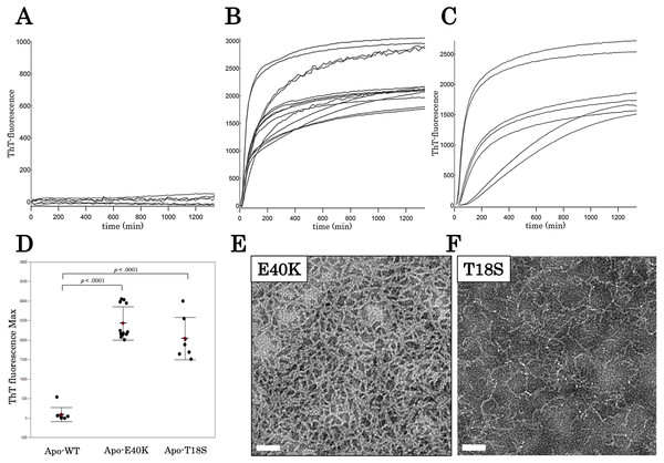 Time dependent thioflavin T assay and electron micrographs of canine SOD1 fibrils.