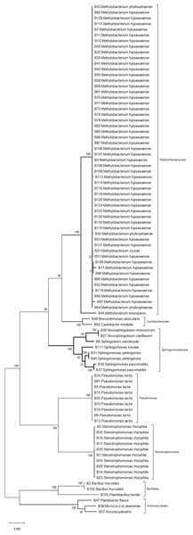 Phylogenetic tree of bacteria isolated from wild and landrace Brassica accessions utilizing the maximum likelihood method, based on 16S rDNA gene sequences of isolates.