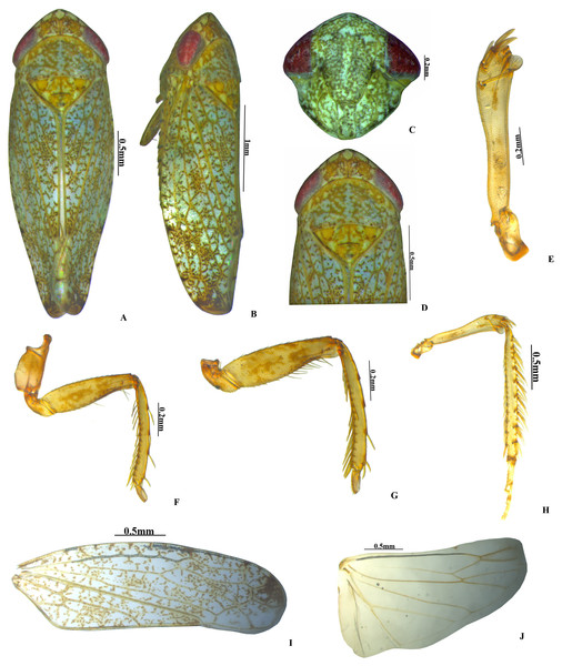  Vittaliana reticulata Sunil and Meshram gen. nov., sp. nov. Male.