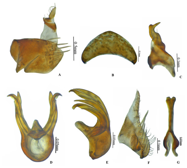  Vittaliana reticulata Sunil and Meshram gen. nov., sp. nov. Male genitalia.