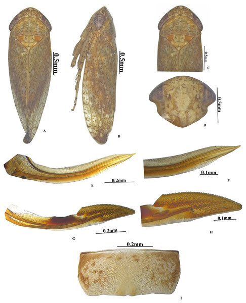 Vittaliana reticulata Sunil and Meshram gen. nov., sp. nov. Female.