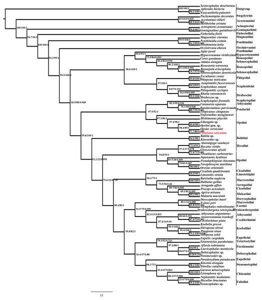 Maximum-likelihood (ML) tree estimated from the combined dataset (Histone H3, 28S rDNA).