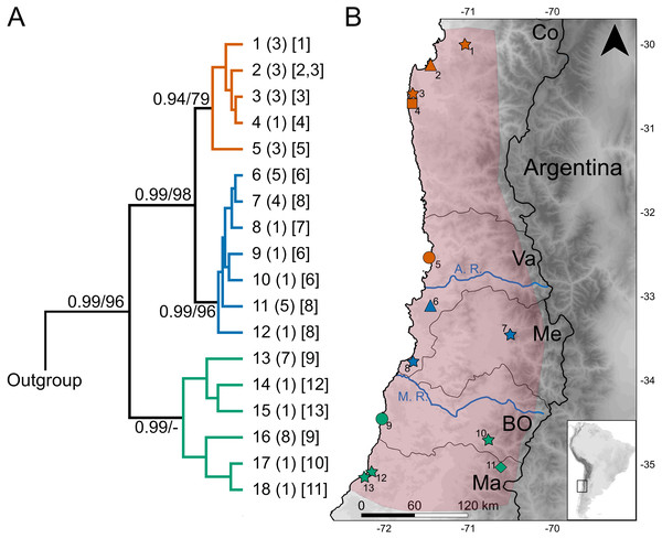 Geographic variation of the mitochondrial diversity of Abrothrix longipilis.