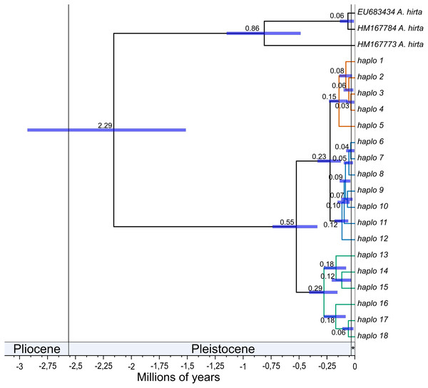 Divergence times among mitochondrial lineages of Abrothrix longipilis.