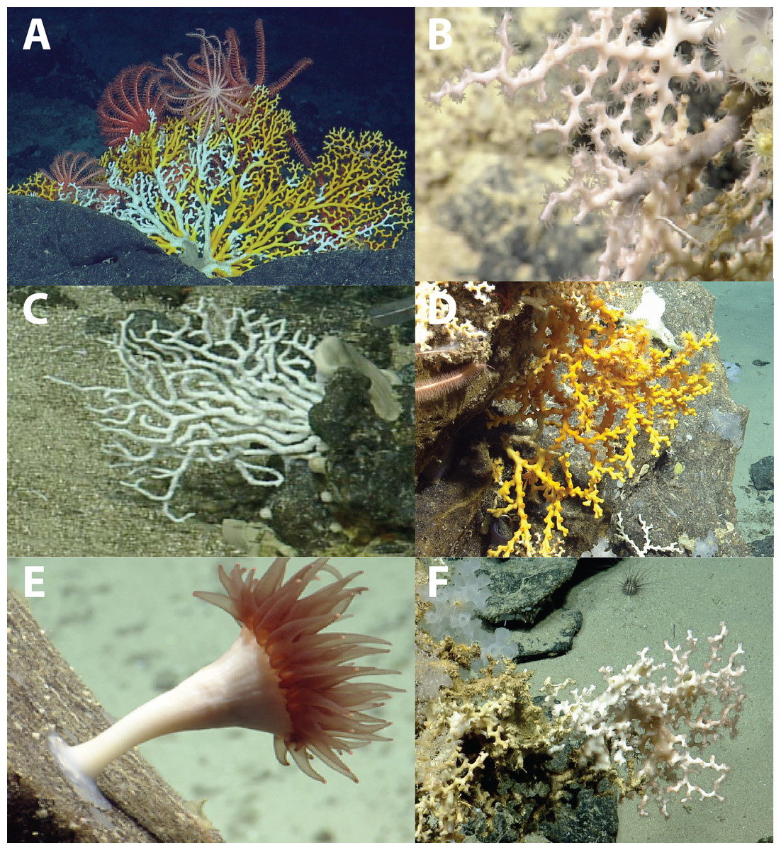 Distribution of deep-water scleractinian and stylasterid corals across ...