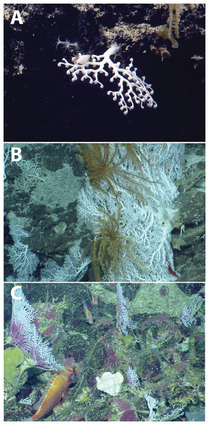 Deep-water stylasterids from the Anegada Passage seamounts.