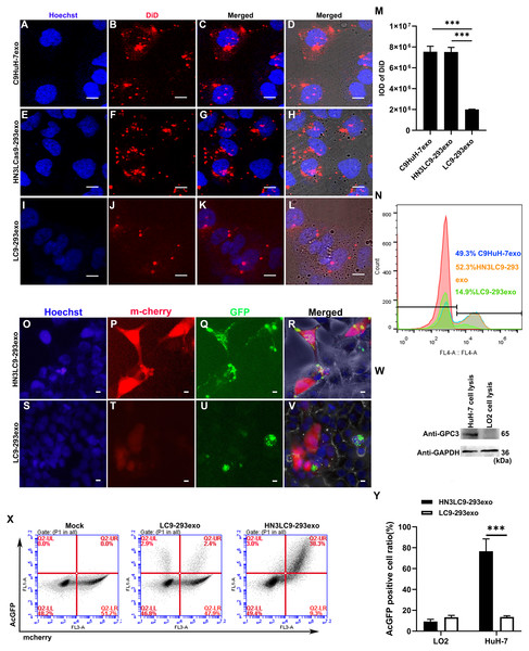 Exosomes-mediated in vitro cellular uptake and cancer cell specific targeting.