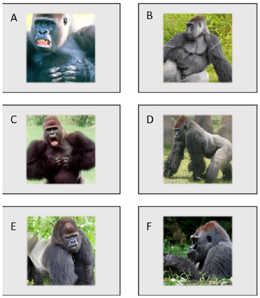 Images used in Experiment 1.